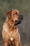 TOSA INU 481